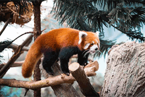 Webcams | Pandas in Zoos