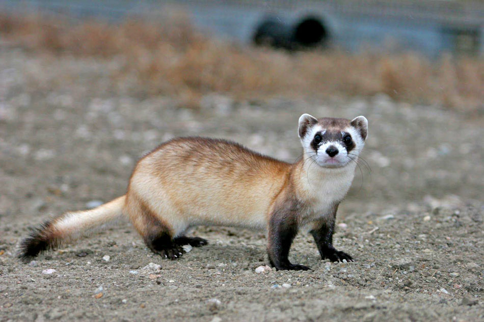Black Footed Ferrets 