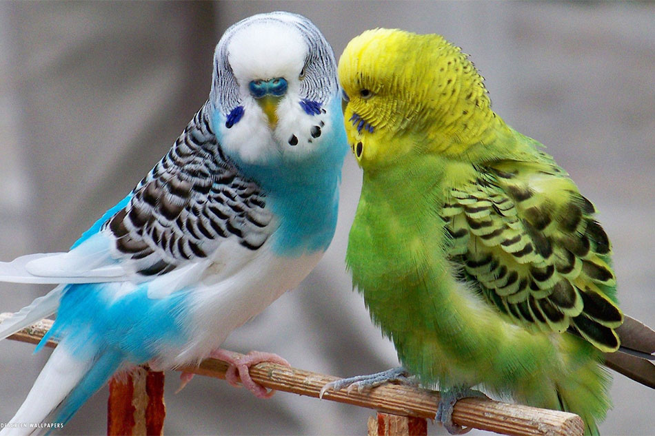 Green and Blue Budgies Kissing
