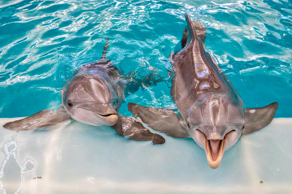 Dolphins