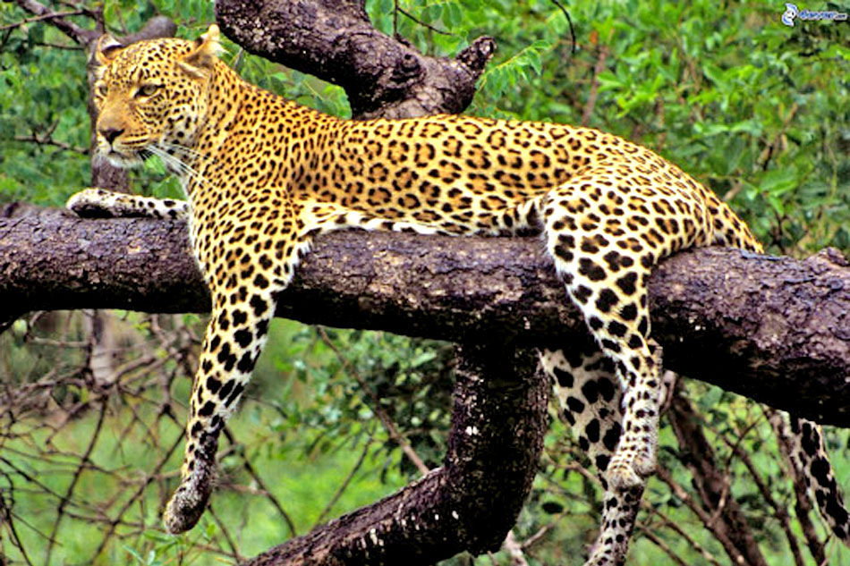 Leopard resting omn a branch