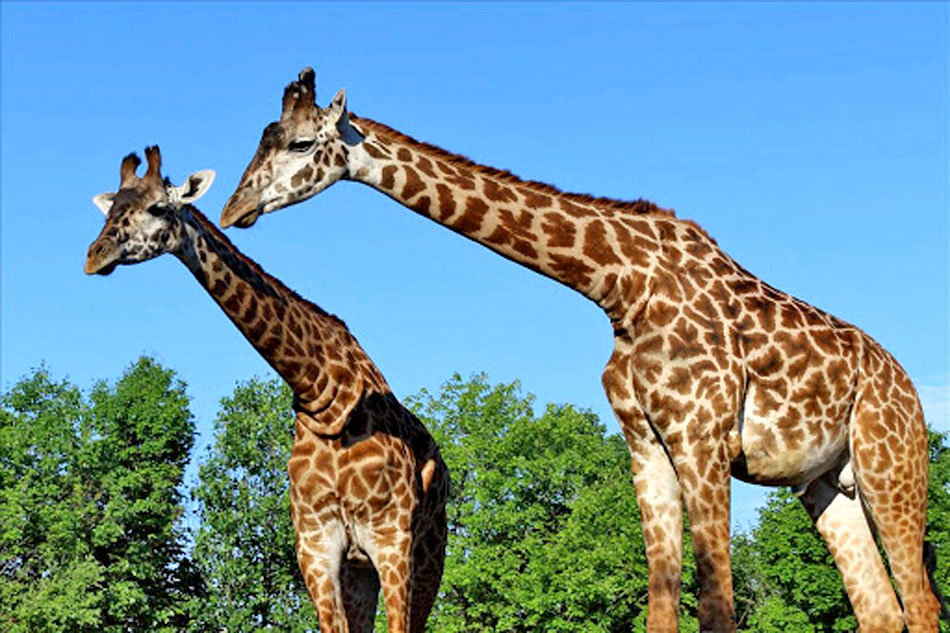 Masaai Giraffes