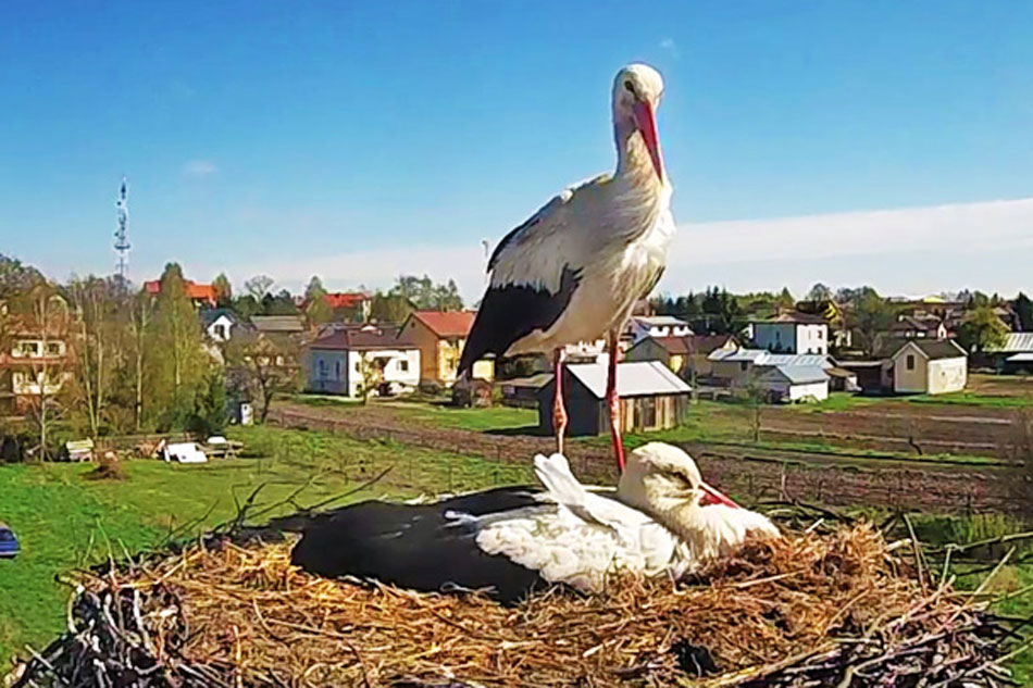 White Stork on Nest