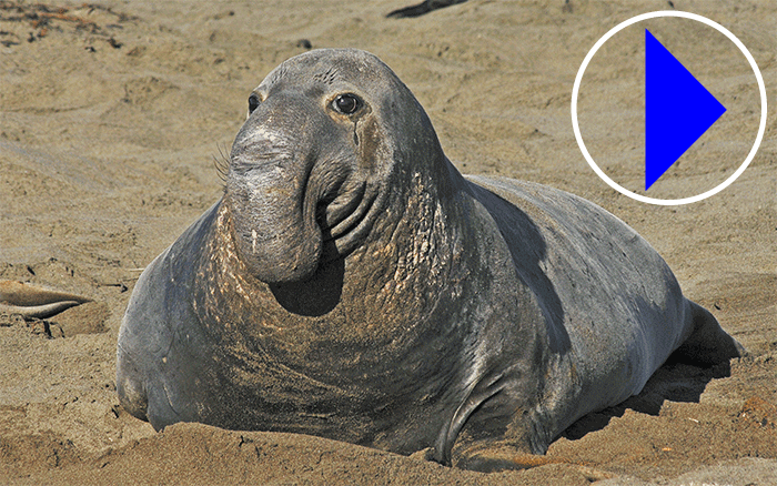 Download elephant seals Located on the Pacific Coast of California