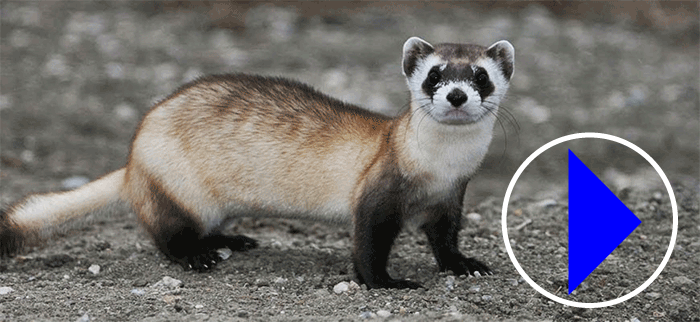 Live webcam | Black footed Ferrets | Fort Collins | Colorado