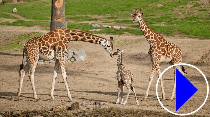 Live streaming webcams of giraffes at the San Diego Zoo