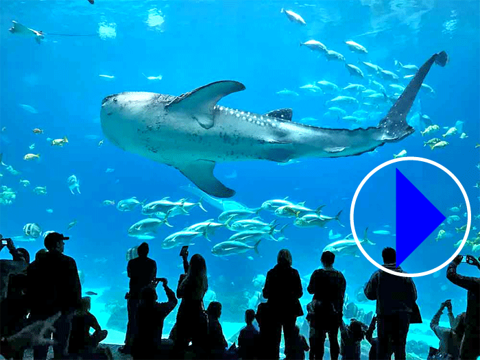 Live Webcams | whale Sharks | Georgia Aquarium