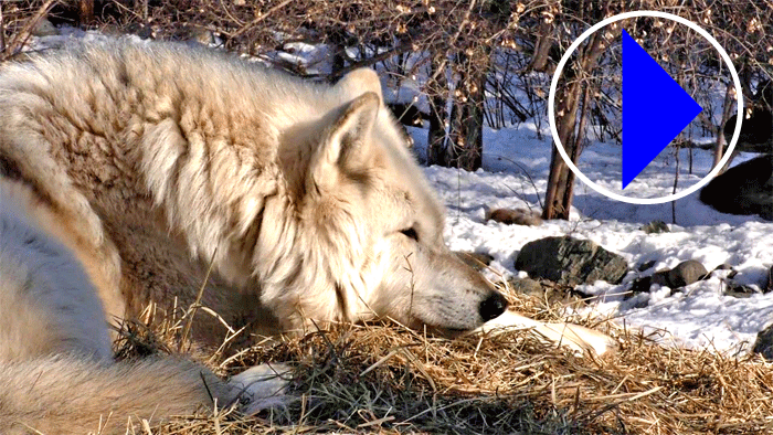 Live Webcam Wolves At The International Wolf Centre