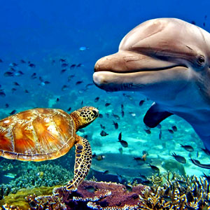 Aquarium with Dolphin and Turtle