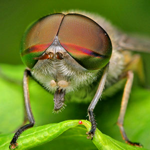 Closeup of Fly