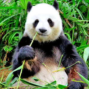 Giant Panda Sitting