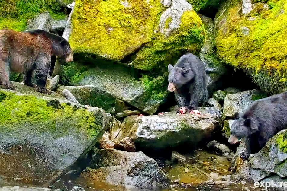 bear at anan wildlife observatory