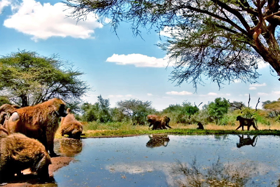 baboons at lentorre lodge