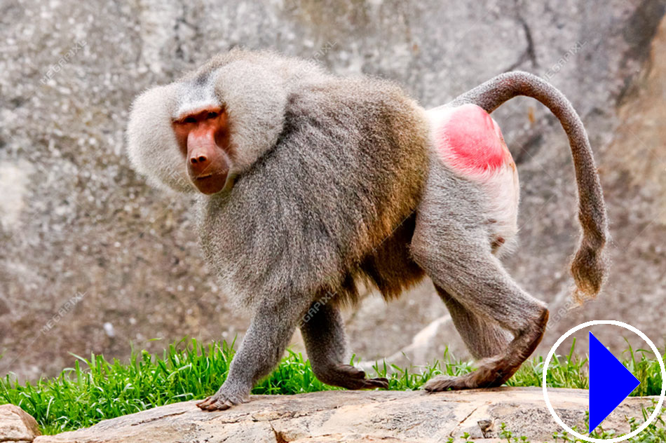 hamadryas baboon