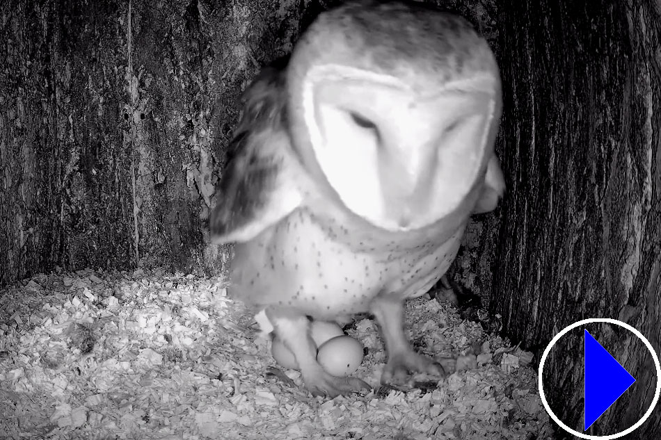 barn owl with eggs in a nest box in california