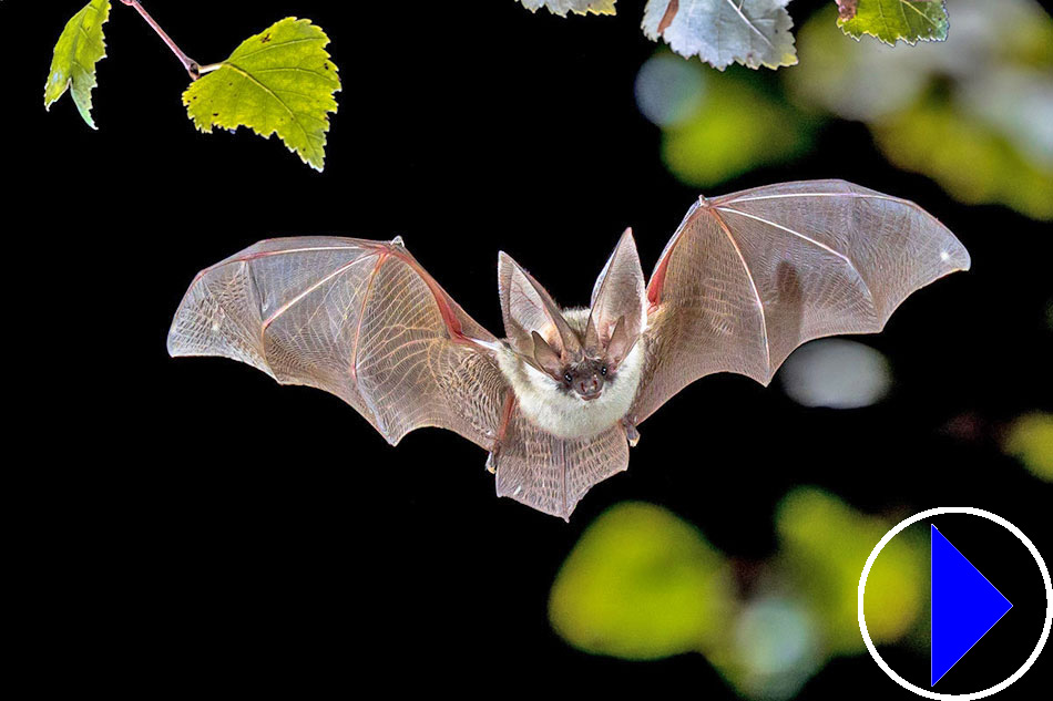 bat flying at night