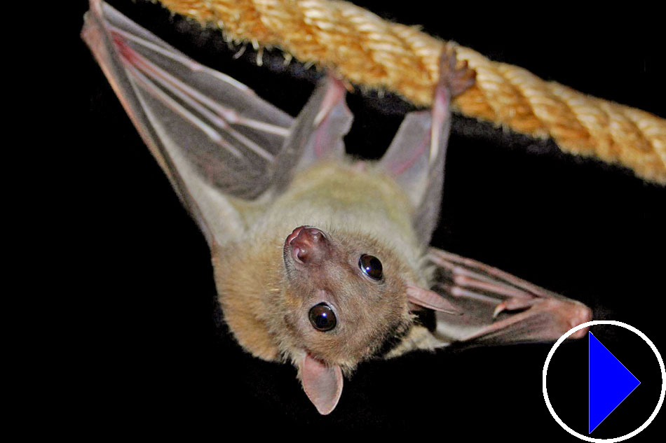 bat hanging off rope