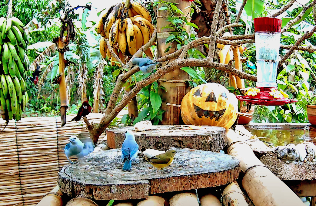 bird feeder in colombia