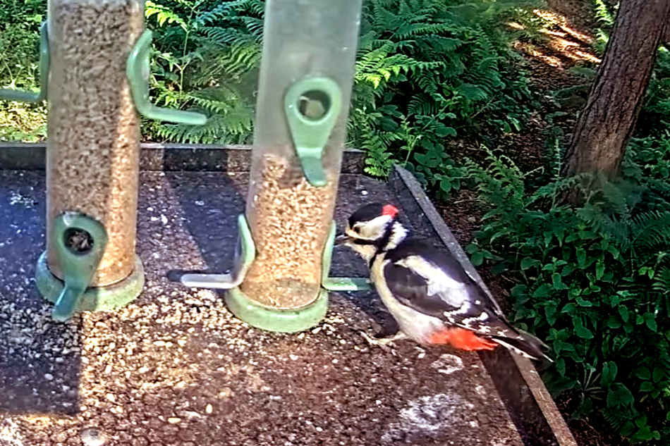 bird feeder at farnham heath