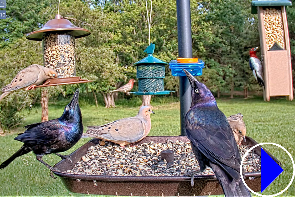 birds at a feeder in gettysburg