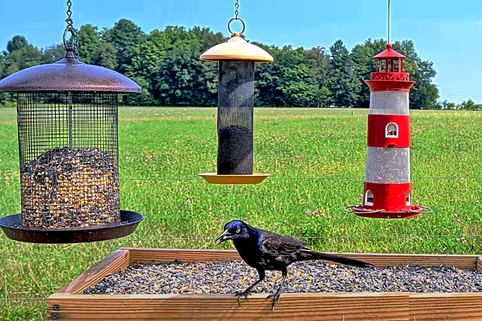 bird feeder in michigan