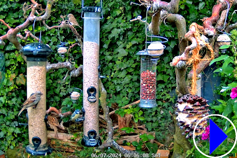 garden bird feeder in lincolnshire