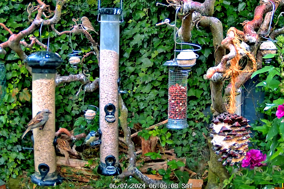 bird feeder in lincolnshire