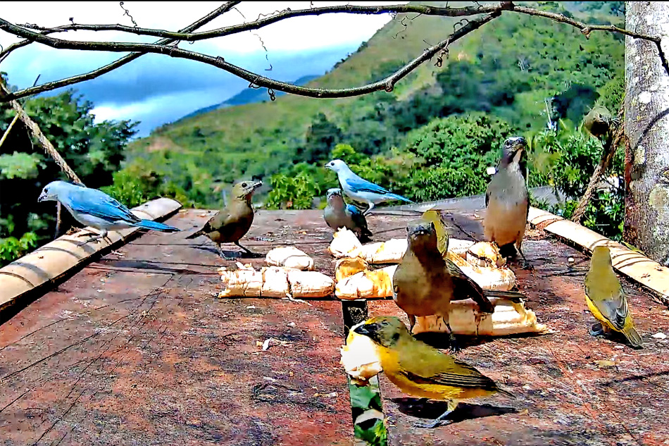 birds at a feeder in colombia