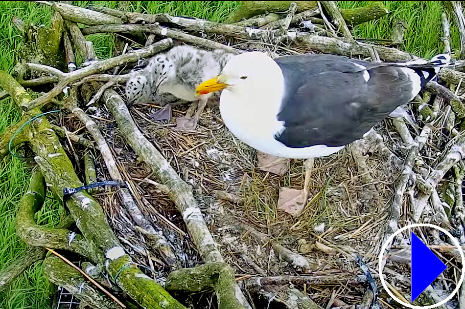 black backed gull and chicks