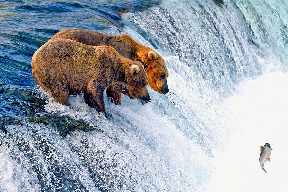 Spectacular Moment: Enormous Bear Masters Picture-Perfect Bellyflop in ...