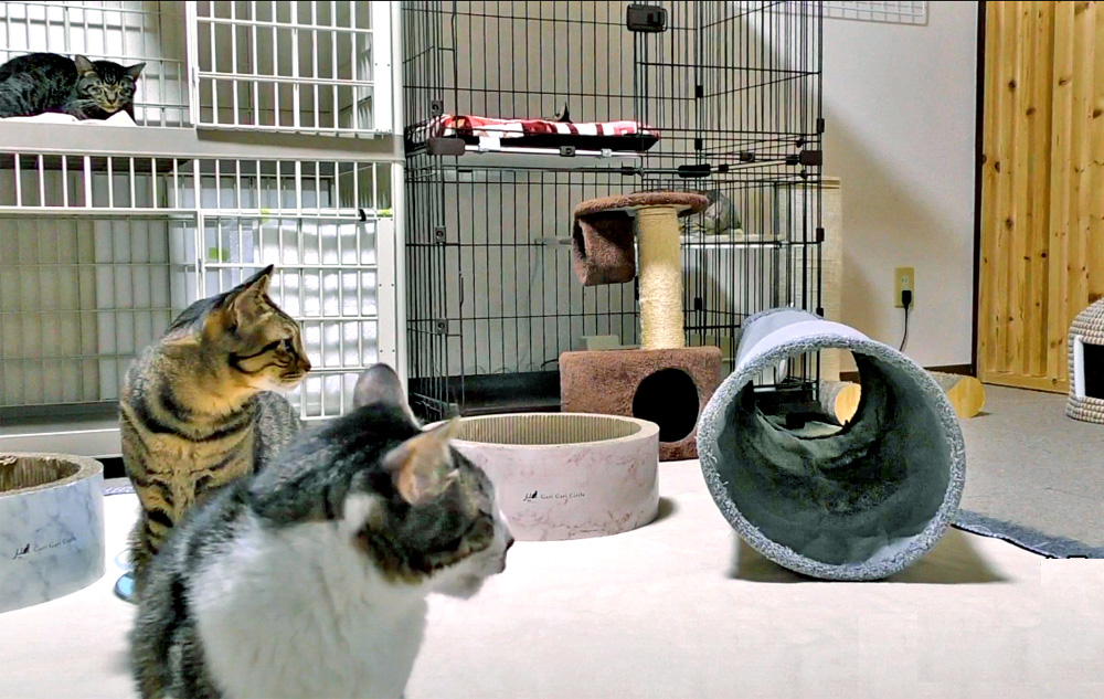 cat rescue centre in japan