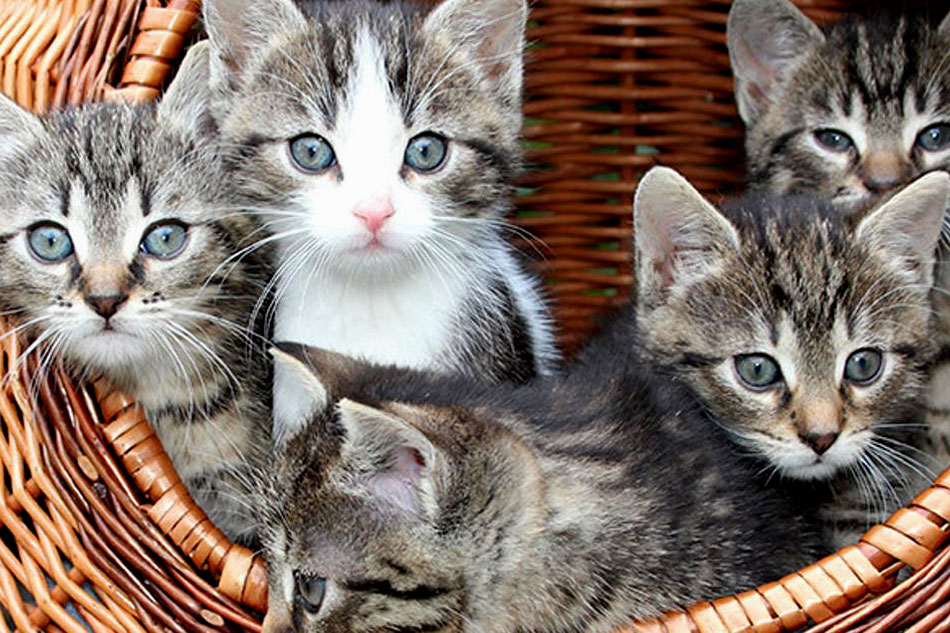 Cats webcam. Котята. Котики фото. Кошка с котятами. Пять котов.