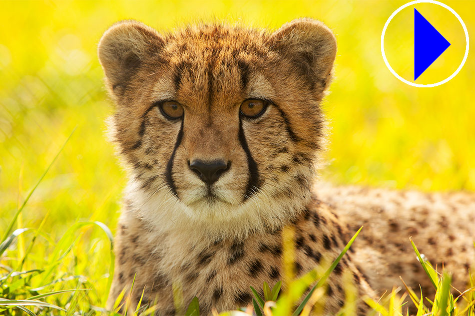 Live Streaming Webcam | Cheetah and Cubs | Smithsonian National Zoo