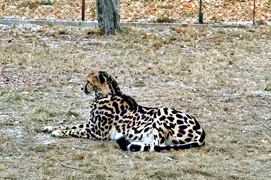 cheetah at hesc in south africa