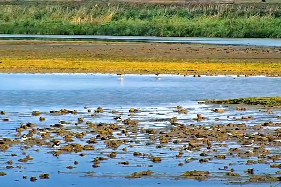 view of cley marshes