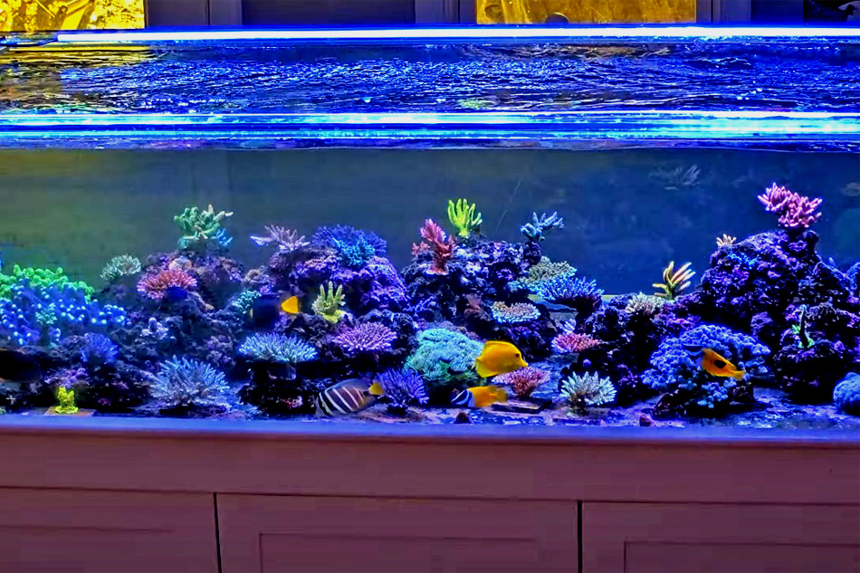 home aquarium