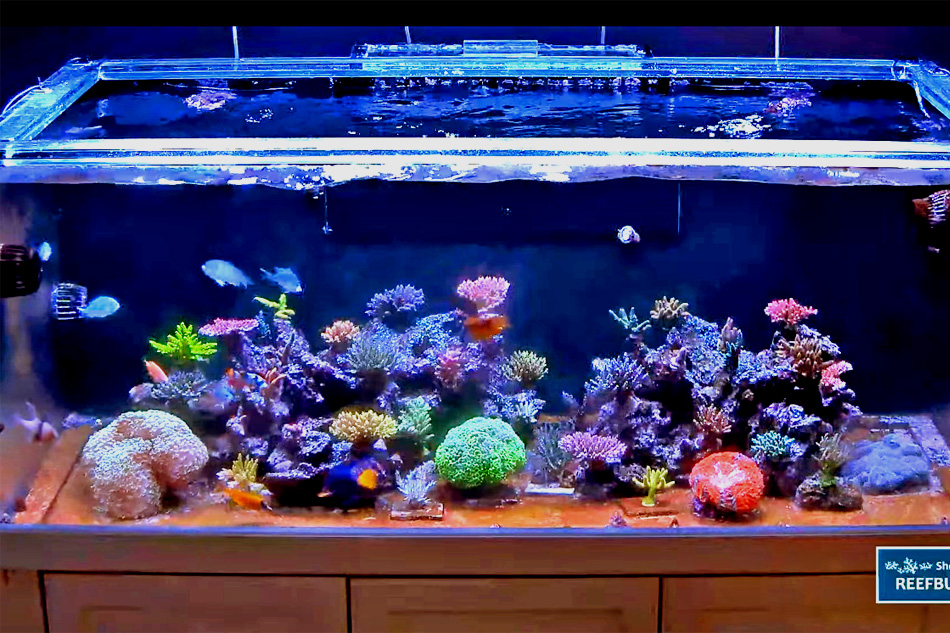 home coral reef aquarium