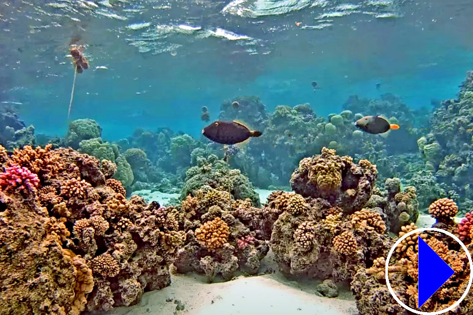 coral reef near tahiti