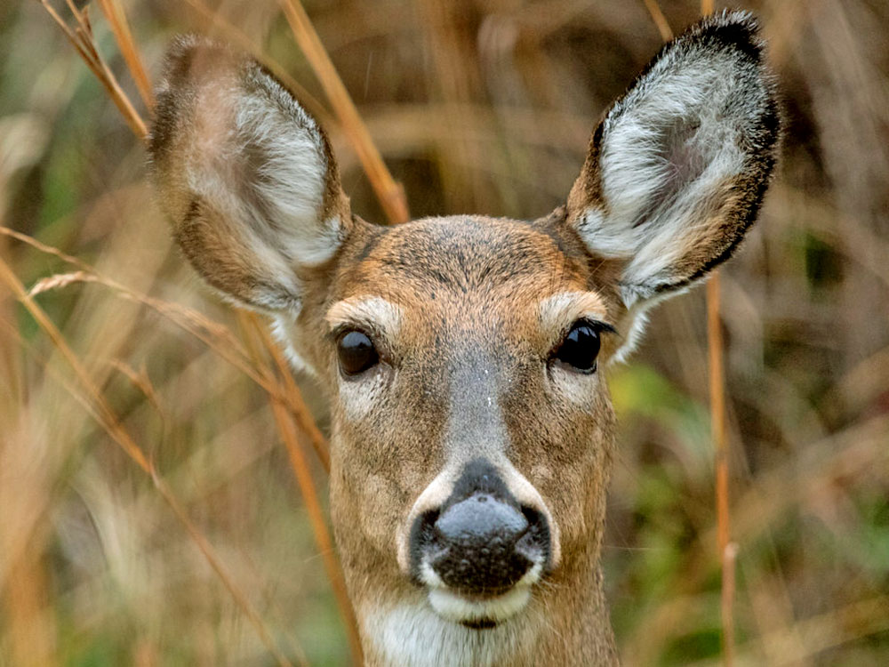 Live Streaming Webcams | White Tailed Deer | Elk