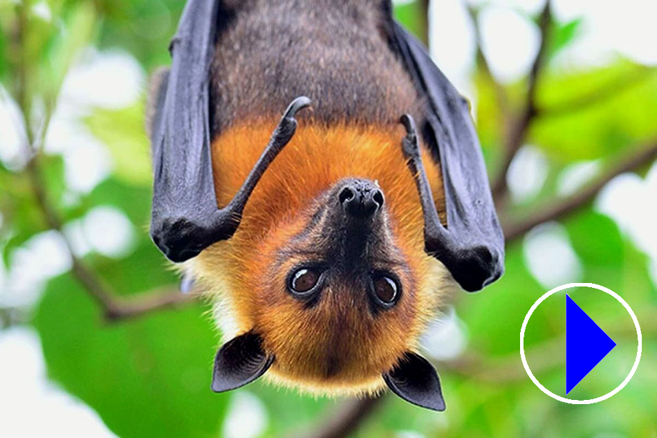 egyptian fruit bat