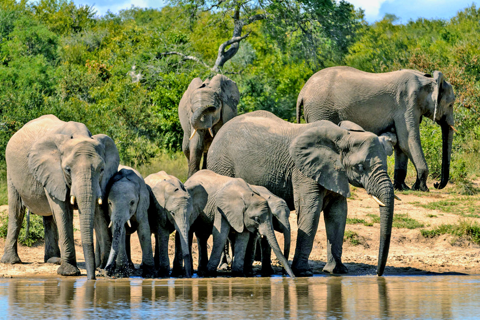 elephants drinking