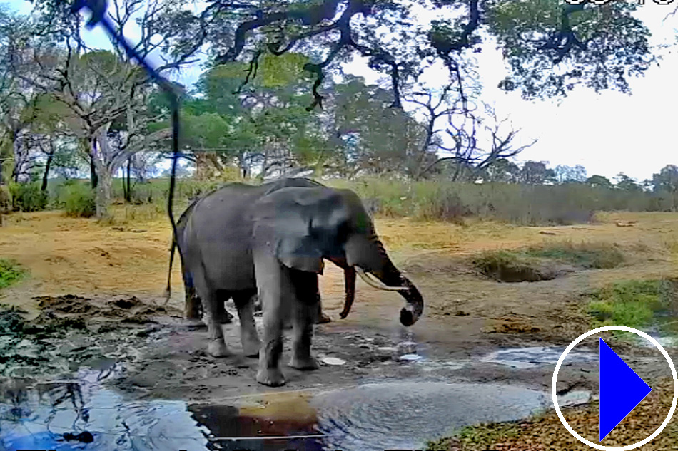 elephants manyeleti nature reserve