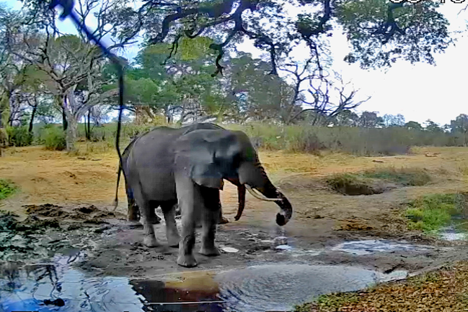 elephants manyeleti game reserve