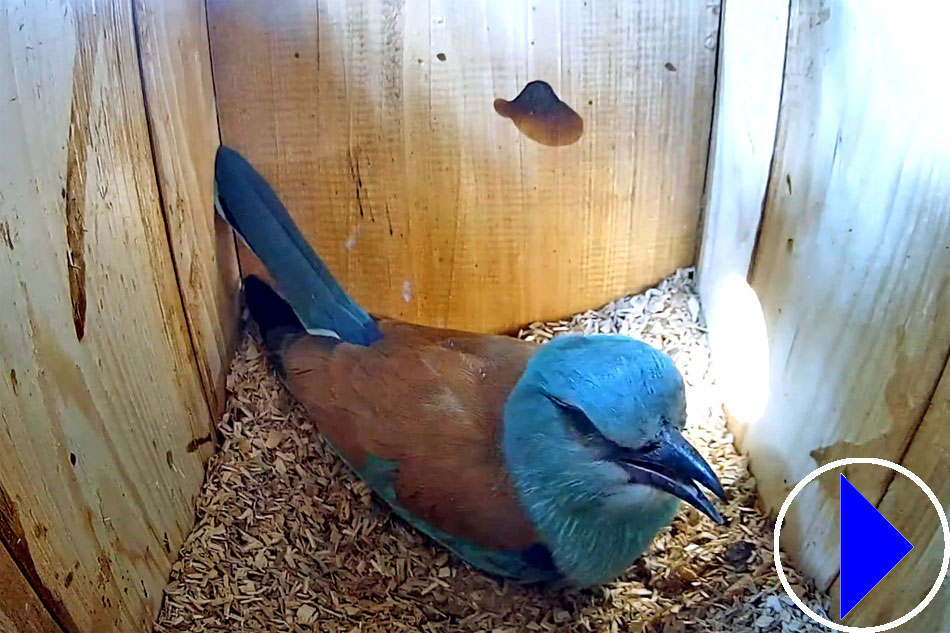 european roller in a nest box