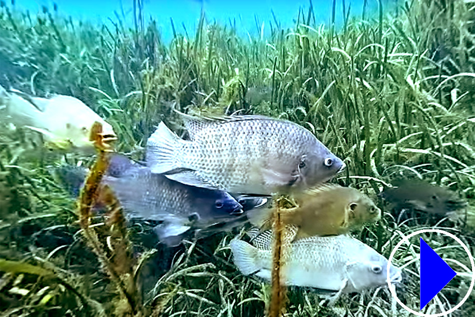 fish in the silver river