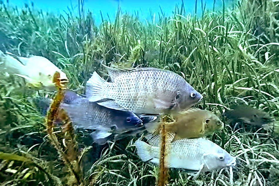 fish at silver springs florida