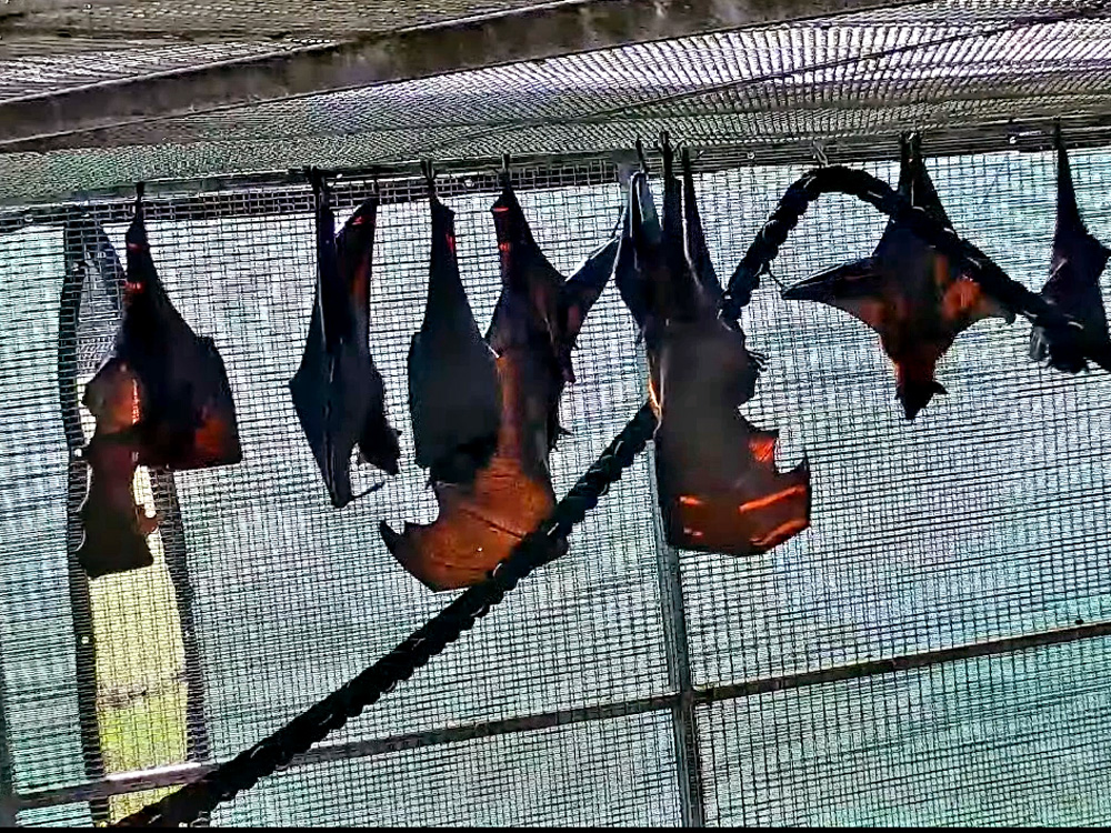 giant flying fox bats roosting