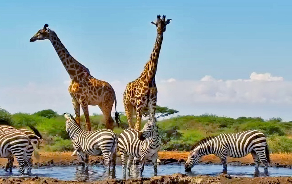 giraffes in kenya