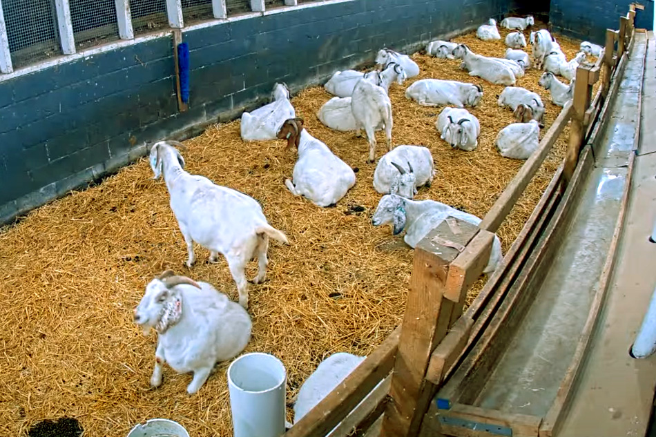 savannah goats in a barn