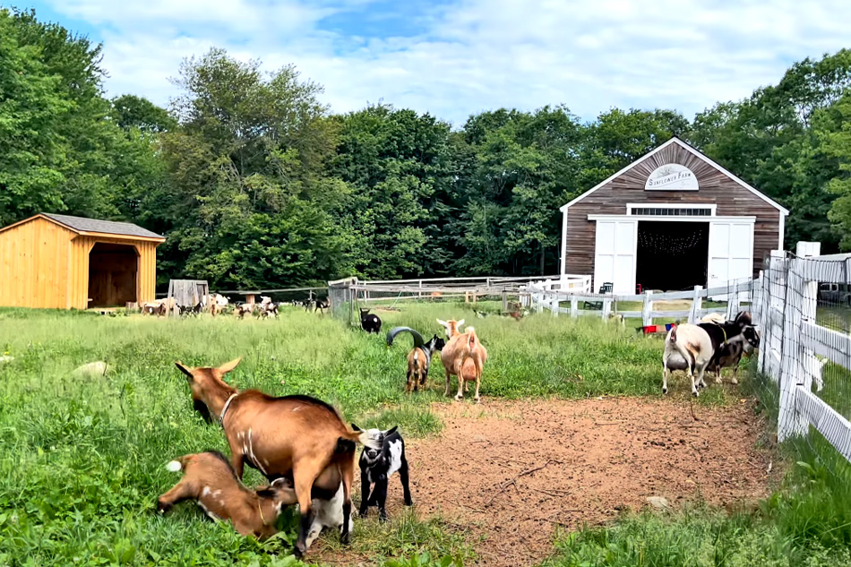 dairy goats at sunflower farm creamery